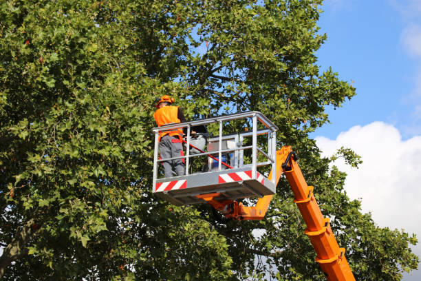 How Our Tree Care Process Works  in Jenkintown, PA